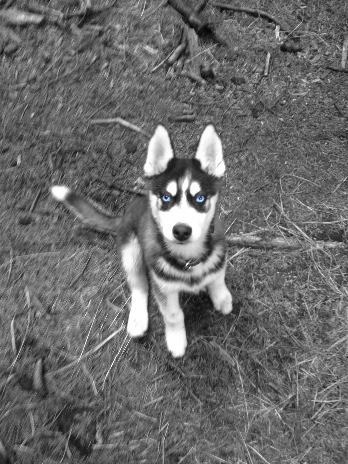 Siberian husky Dansa - Det er mig  billede 2