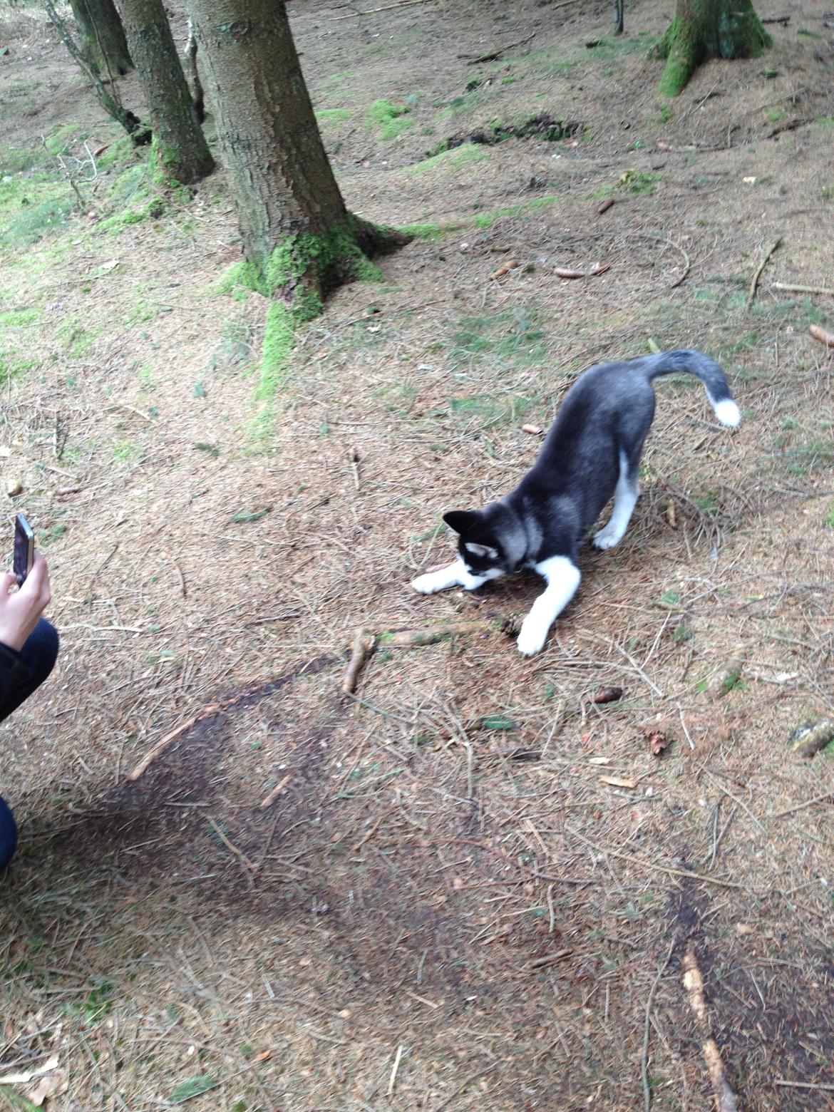 Siberian husky Dansa - grrrrr billede 10