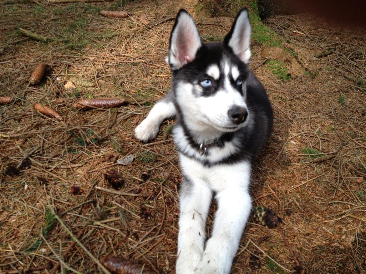 Siberian husky Dansa - skoven  billede 3