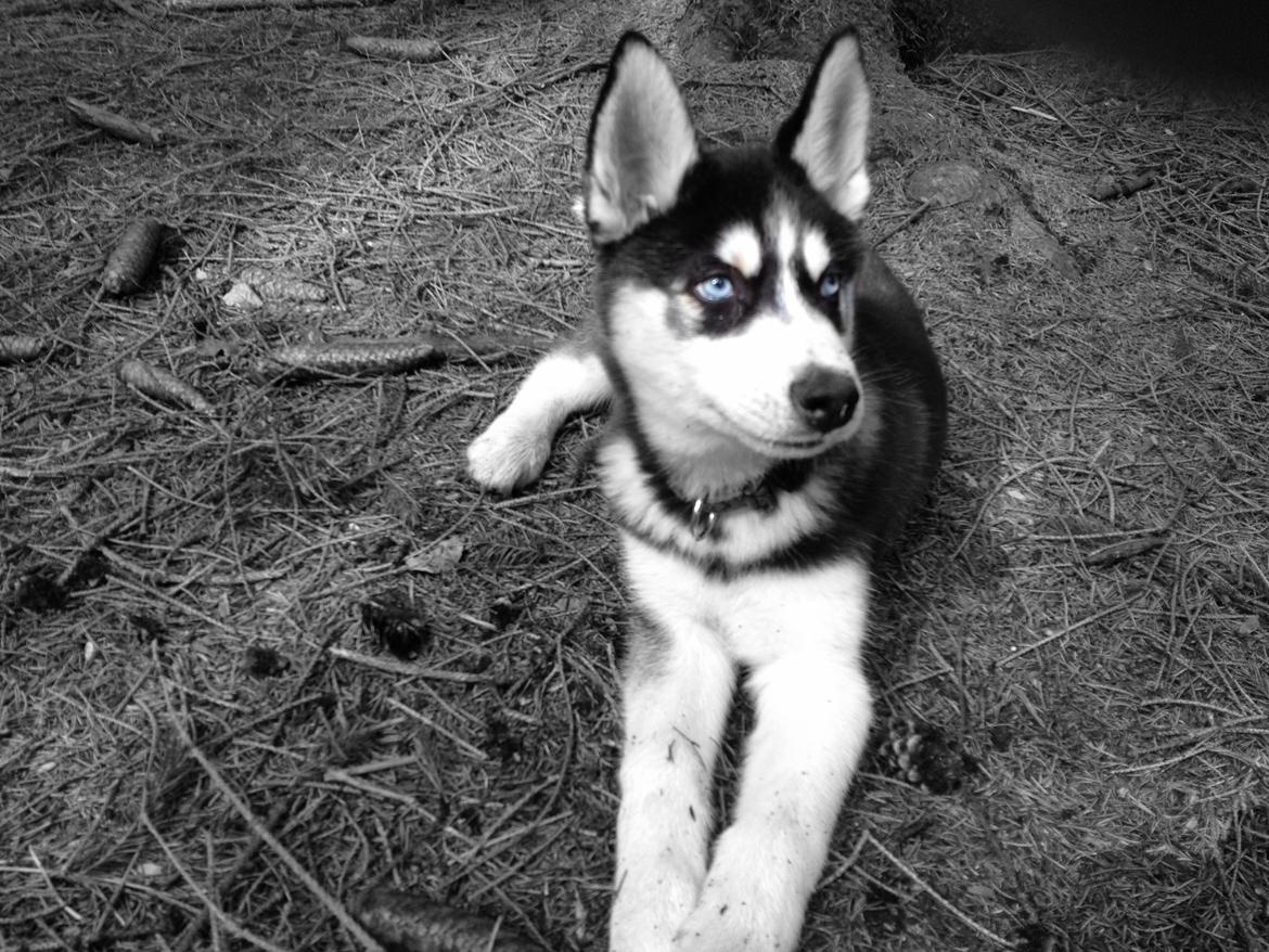 Siberian husky Dansa - Han er den beste!!! billede 1