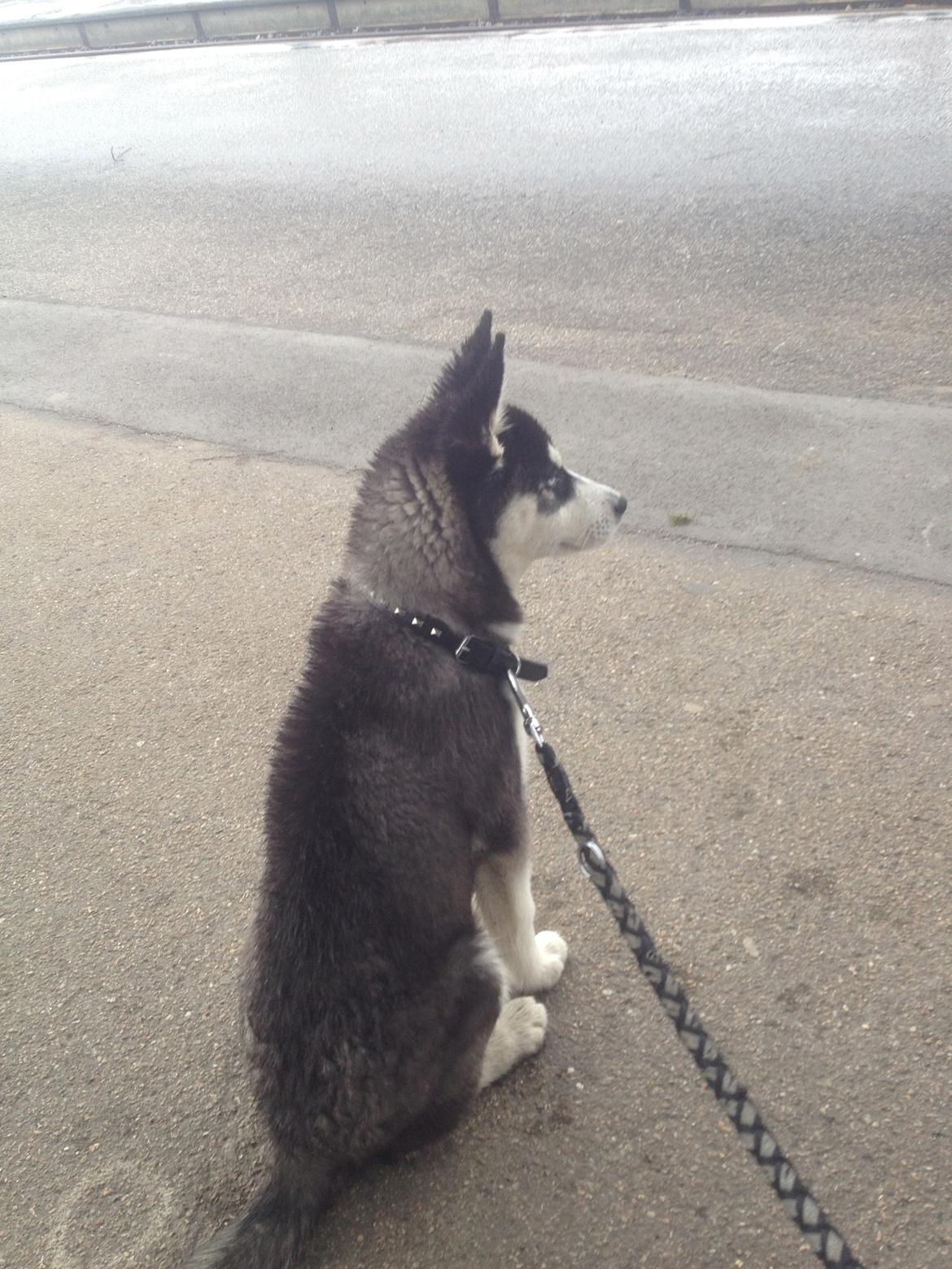 Siberian husky Dansa - så skal ud og rejse med toget 
 billede 4