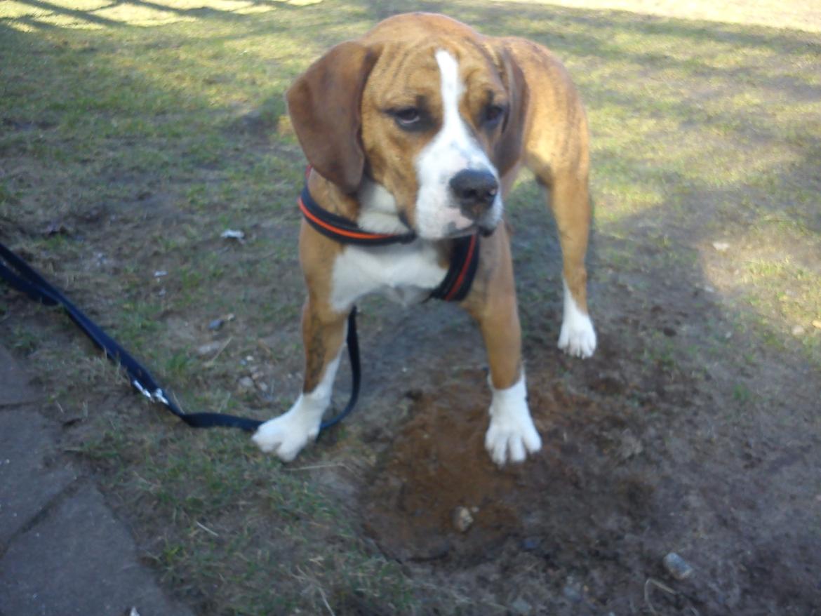 Blanding af racer Louis billede 2