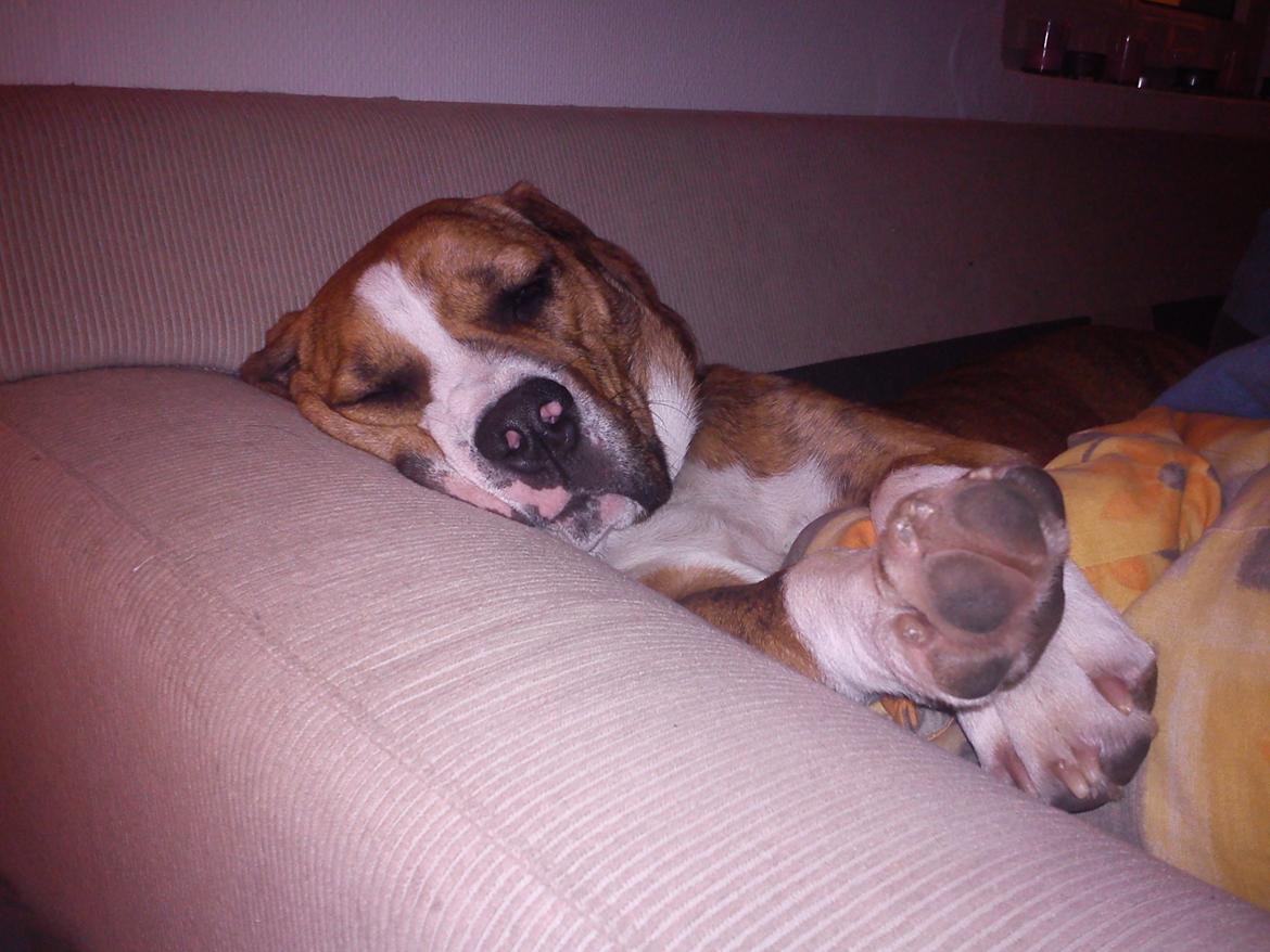 Blanding af racer Louis - zzzzzZZZZZZZzzzzzz billede 4