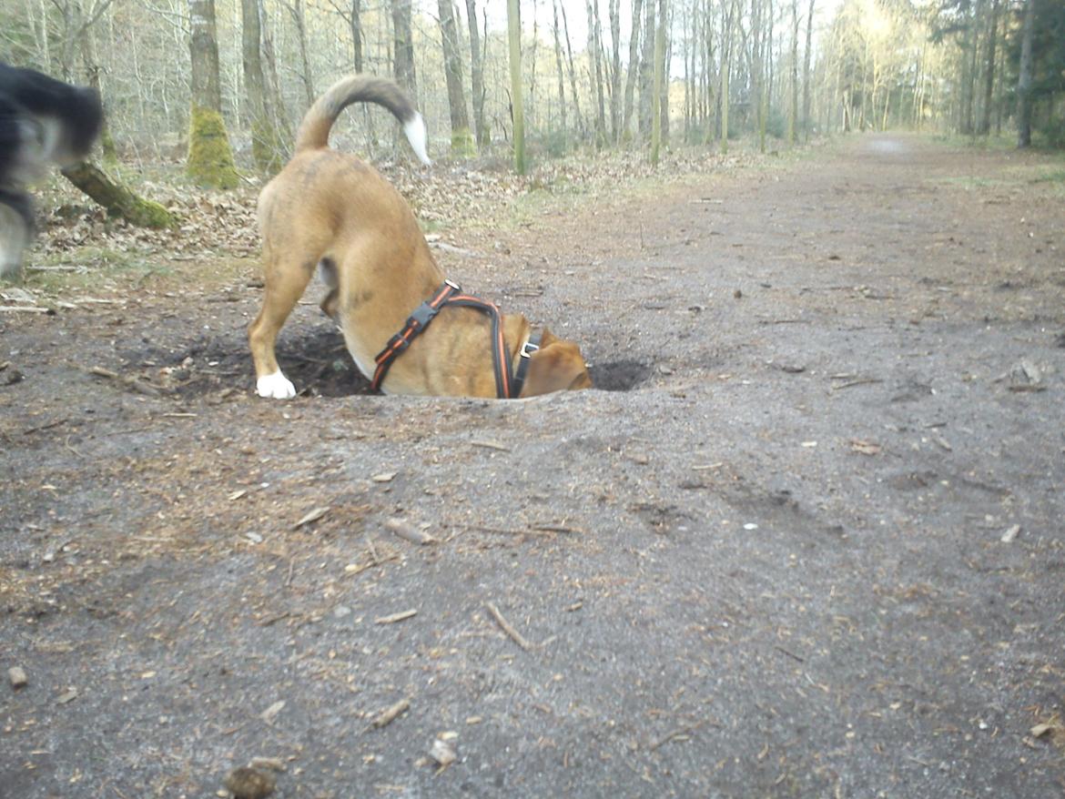 Blanding af racer Louis billede 5