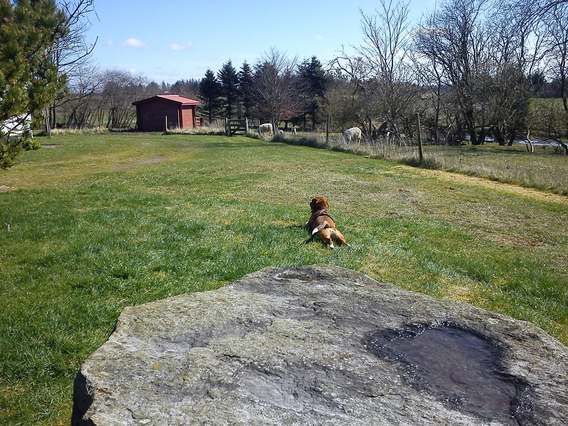 Blanding af racer Louis - På besøg hos Bedstefar og Bedstemor billede 6