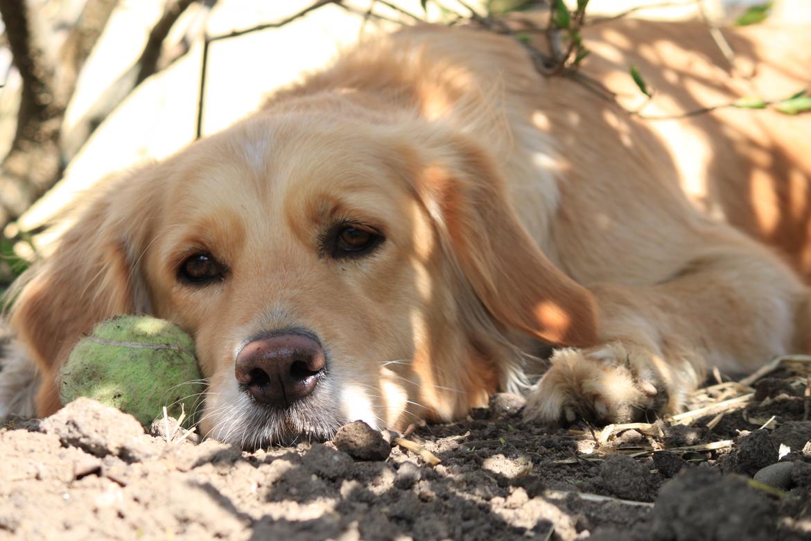 Golden retriever Sif billede 11