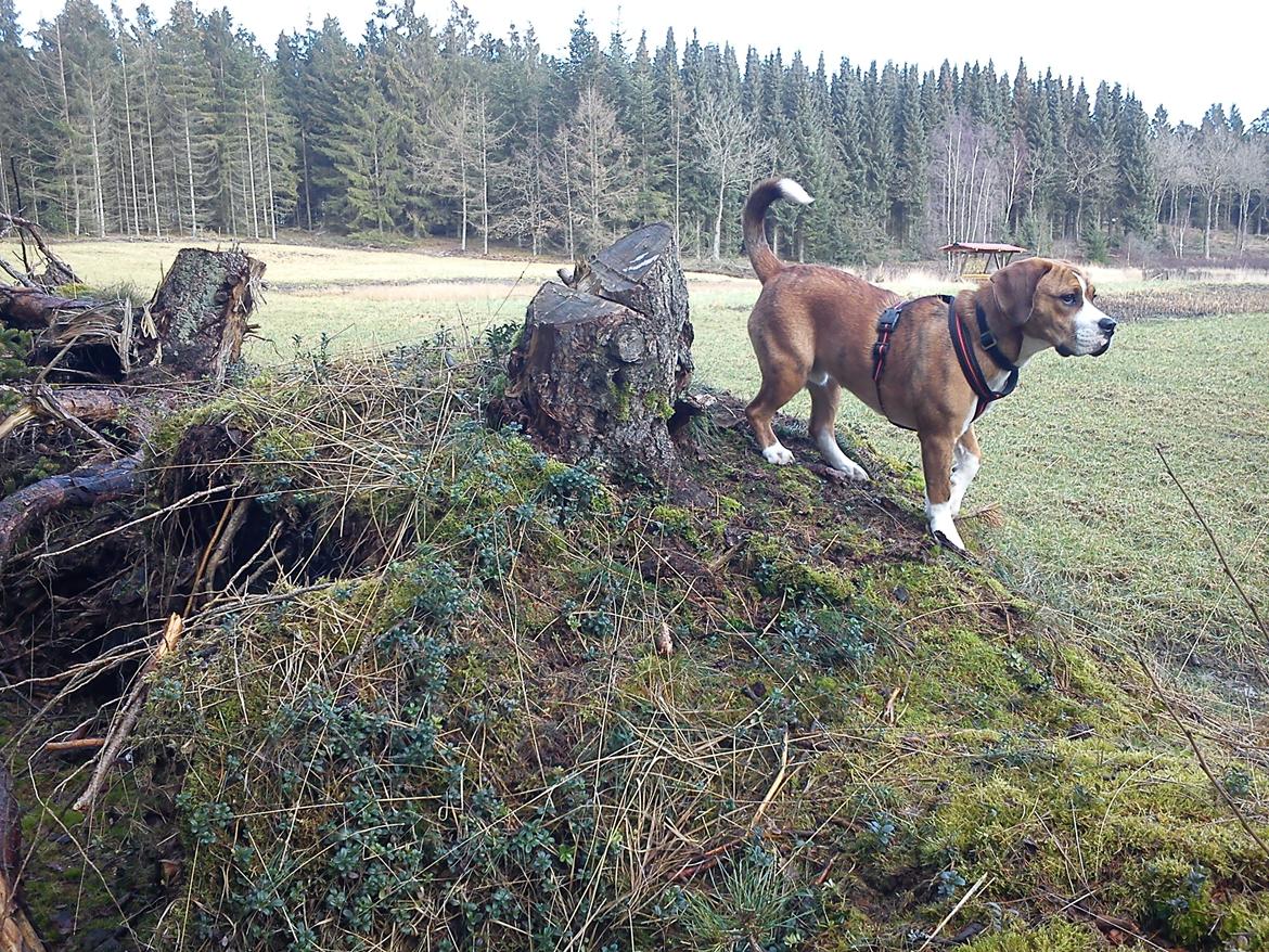 Blanding af racer Louis billede 8