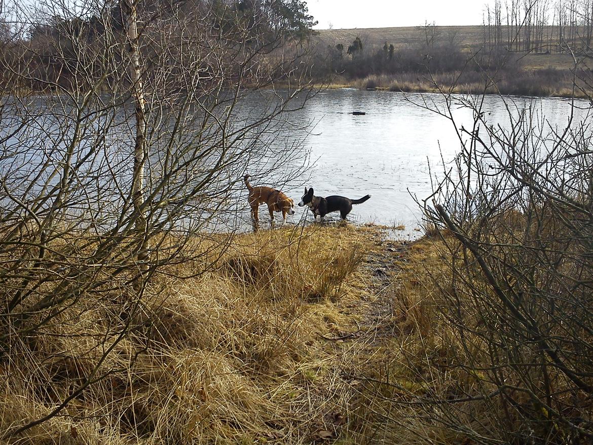 Blanding af racer Louis - Louis og Nia billede 9