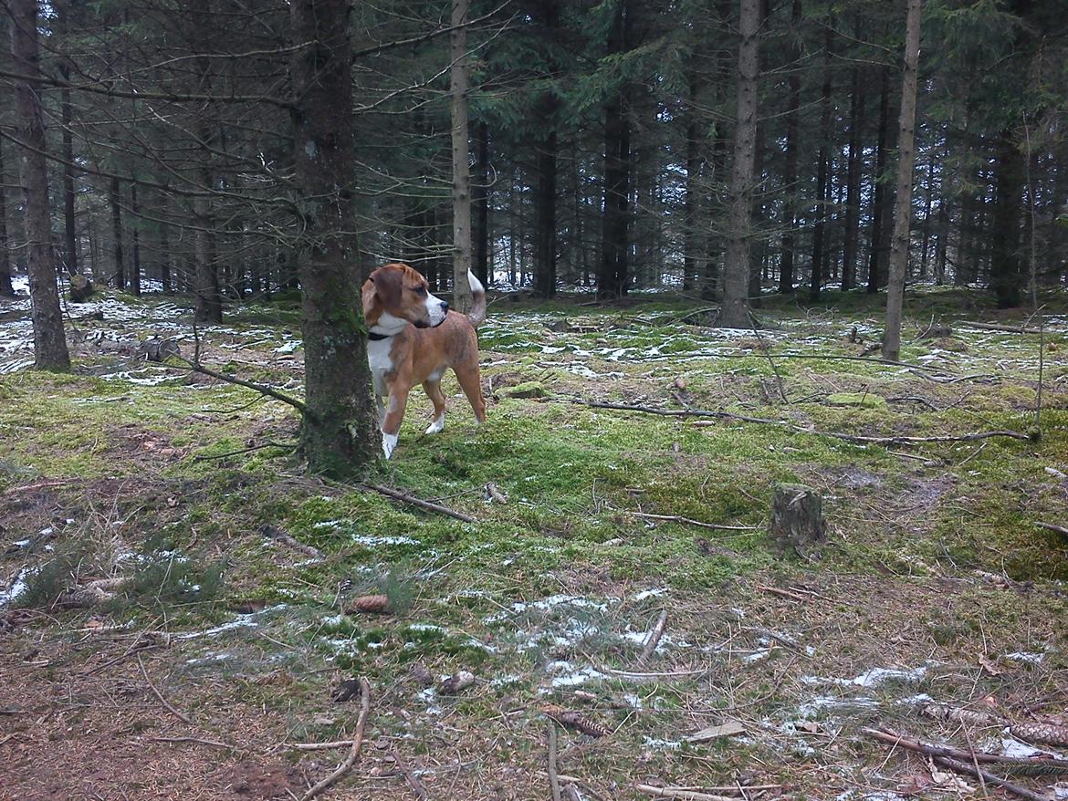 Blanding af racer Louis - "Hov! Hvadvardet!?" billede 10
