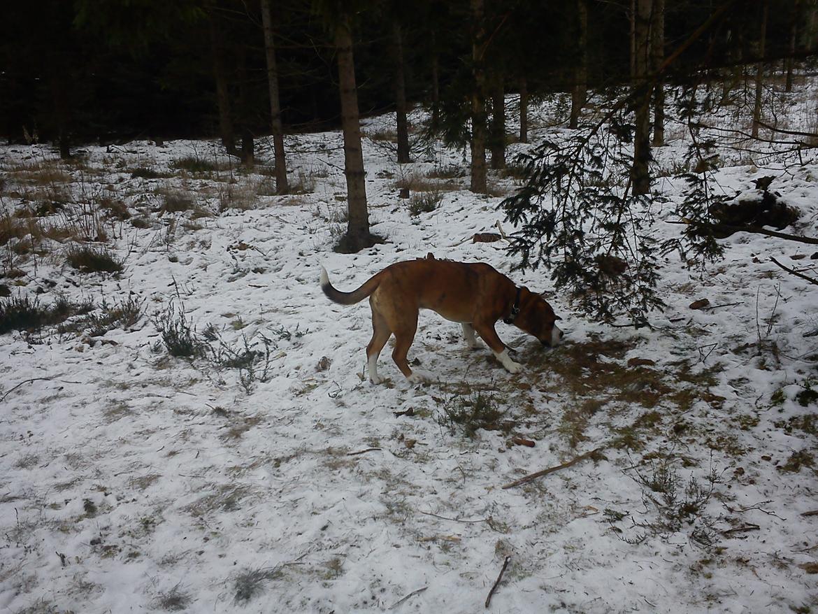 Blanding af racer Louis billede 11