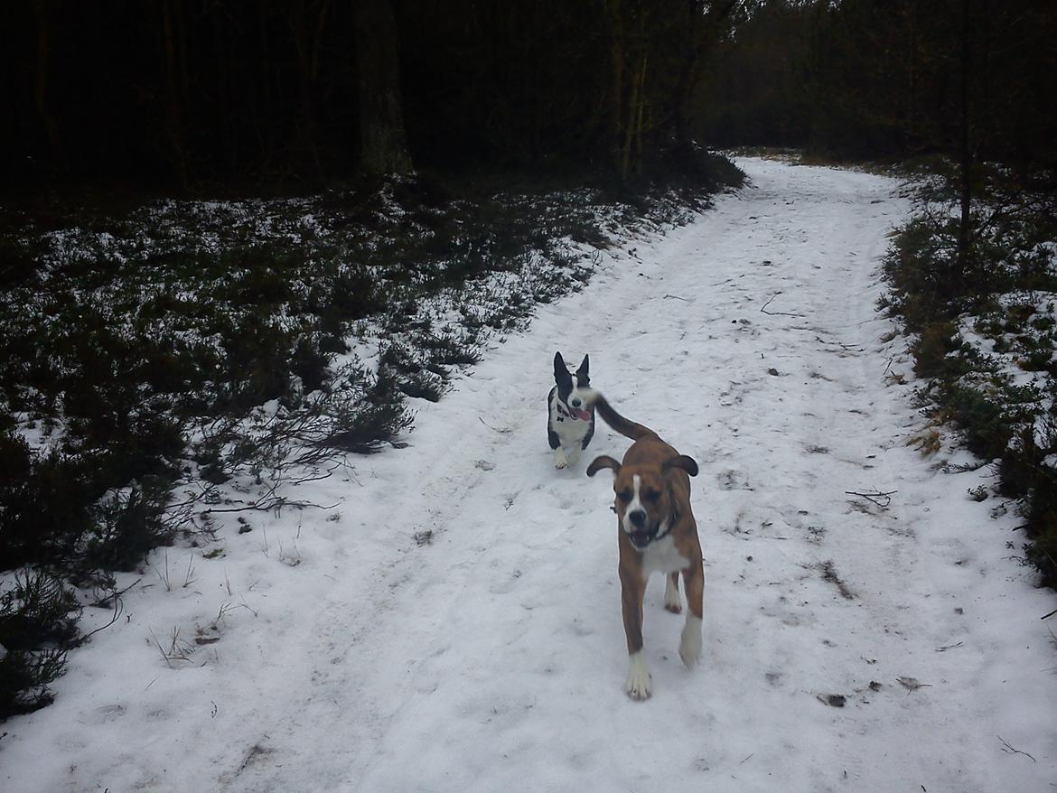 Blanding af racer Louis - Løjtnant Flap og hans tro følgesvend, senõrita Lowrider billede 12