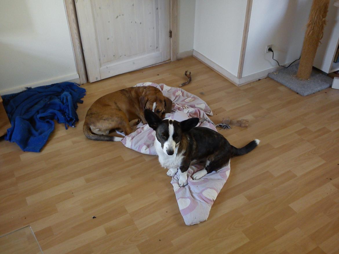 Blanding af racer Louis billede 13