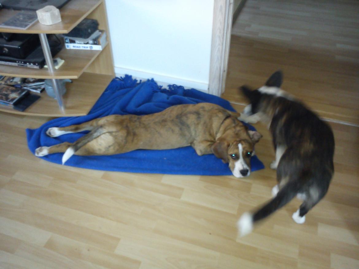 Blanding af racer Louis - Ja, HD er der nu ingen af dem, der lider af. :) billede 14