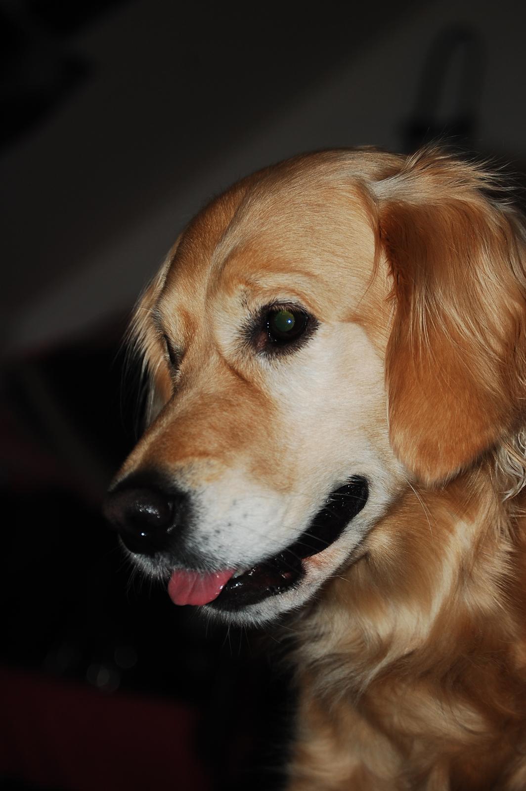 Golden retriever Niclanoma's Krongaard Tikka - Solgt :'( - 19) "Lidt sød er man vel altid." Som min mor altid siger til mig. billede 19