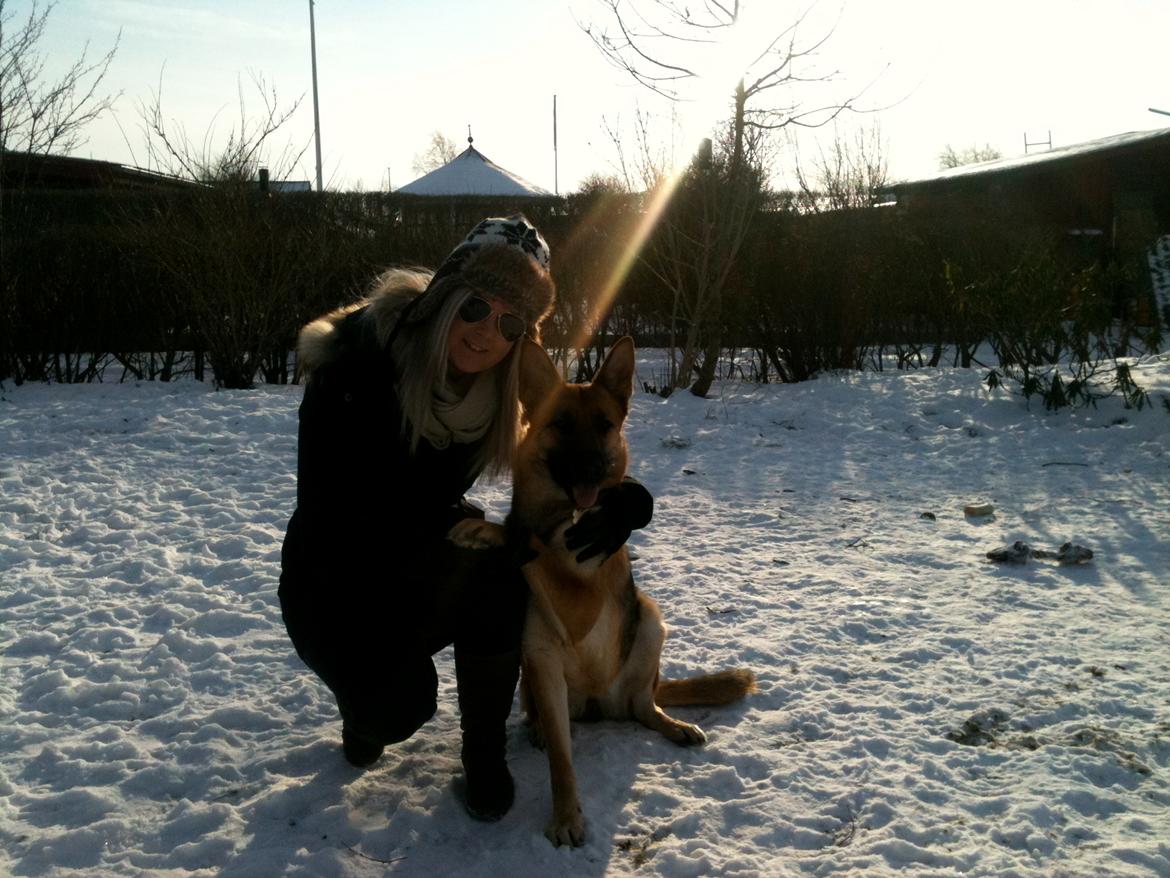 Schæferhund Nahla billede 13