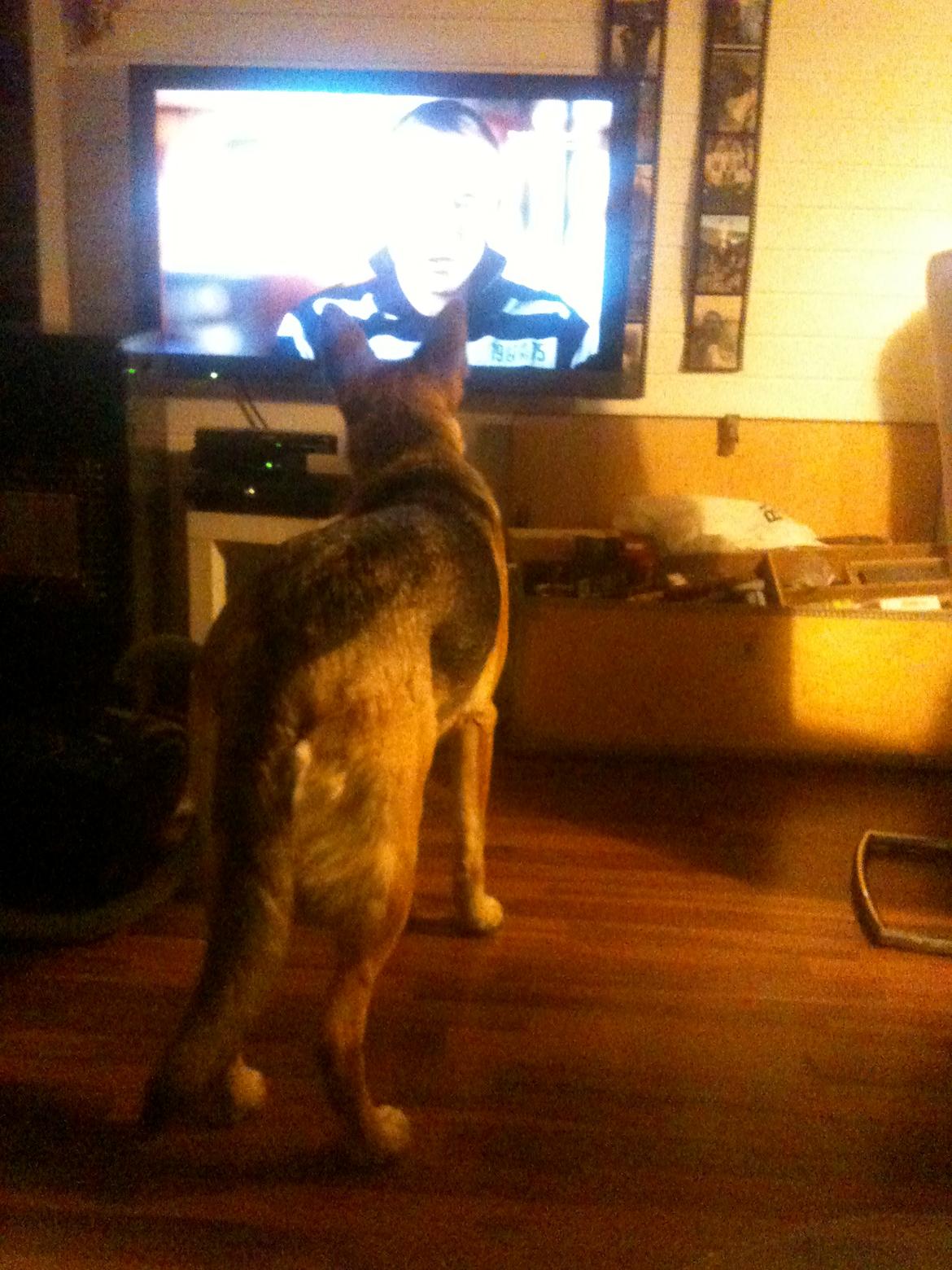 Schæferhund Nahla billede 15