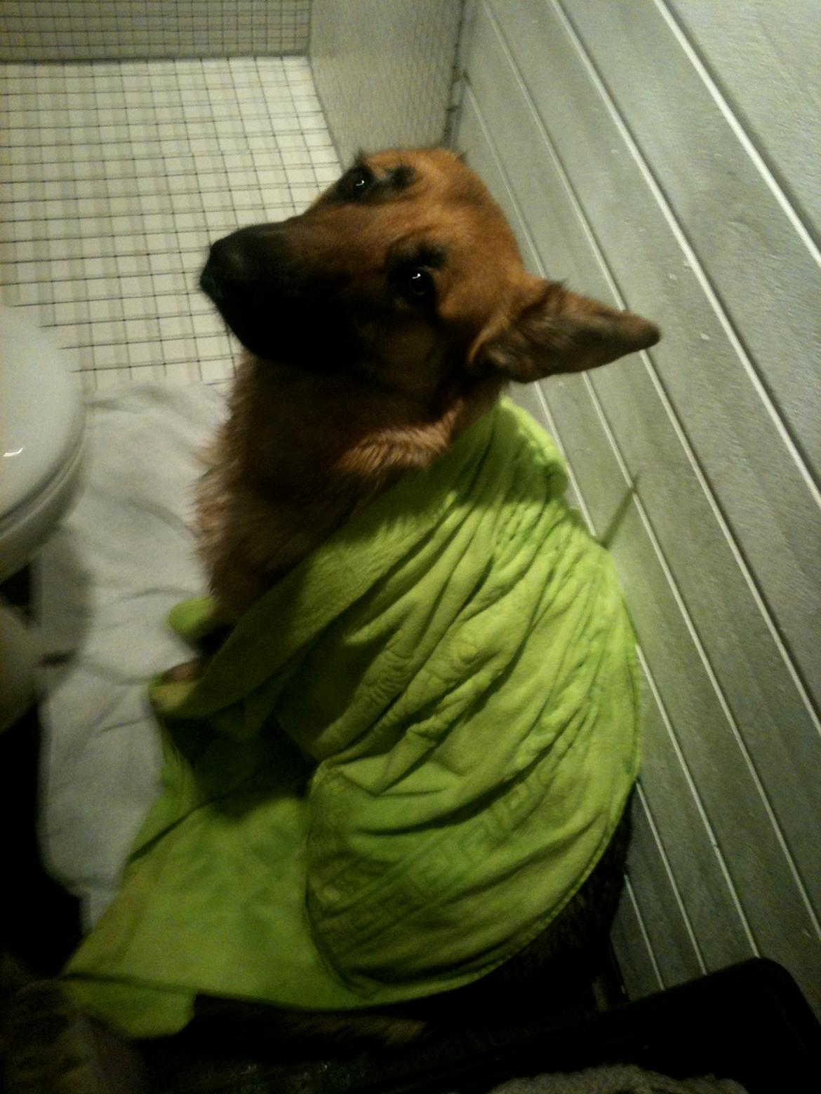 Schæferhund Nahla billede 16