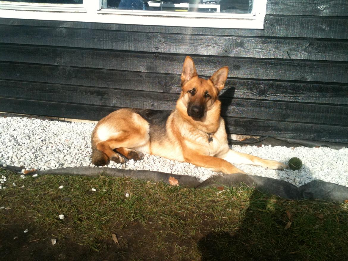 Schæferhund Nahla billede 17