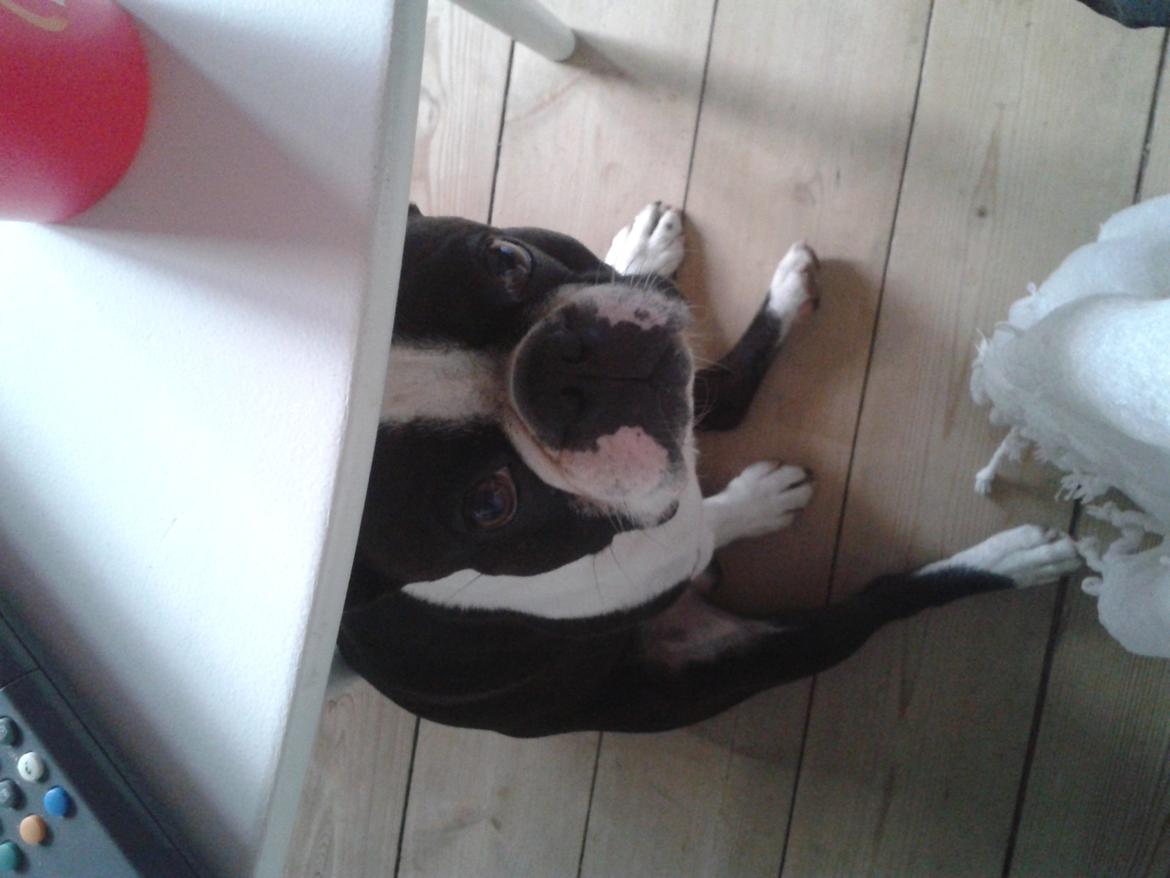 Boston terrier Bertram billede 4