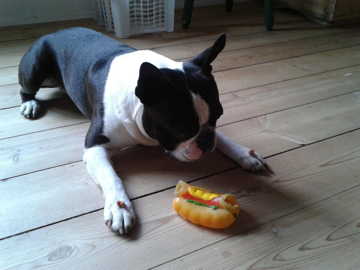 Boston terrier Bertram billede 6