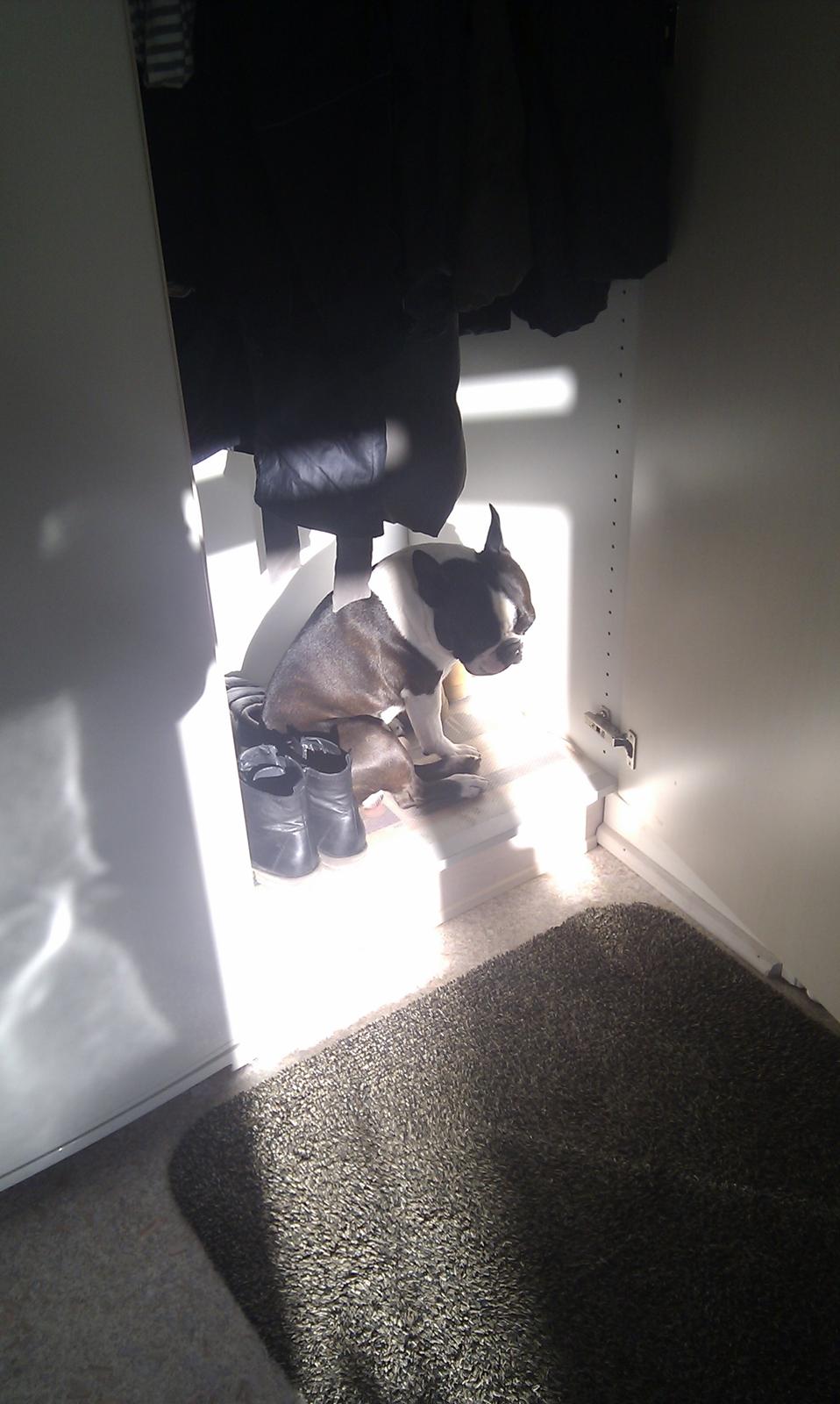 Boston terrier Bertram - Mere sol - uhmm :-) billede 7