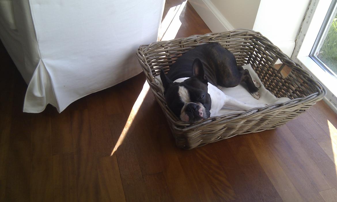 Boston terrier Bertram billede 8