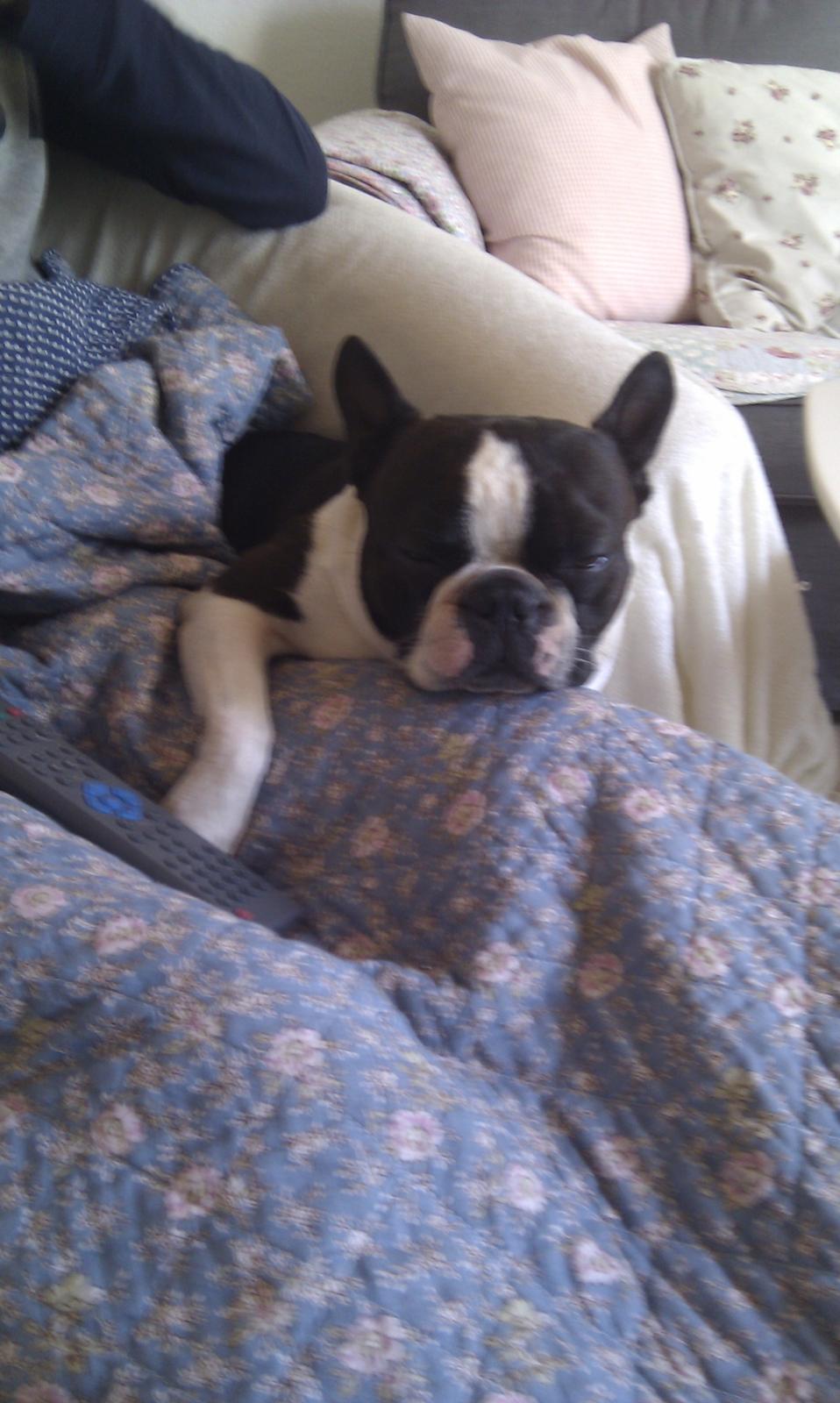 Boston terrier Bertram billede 9