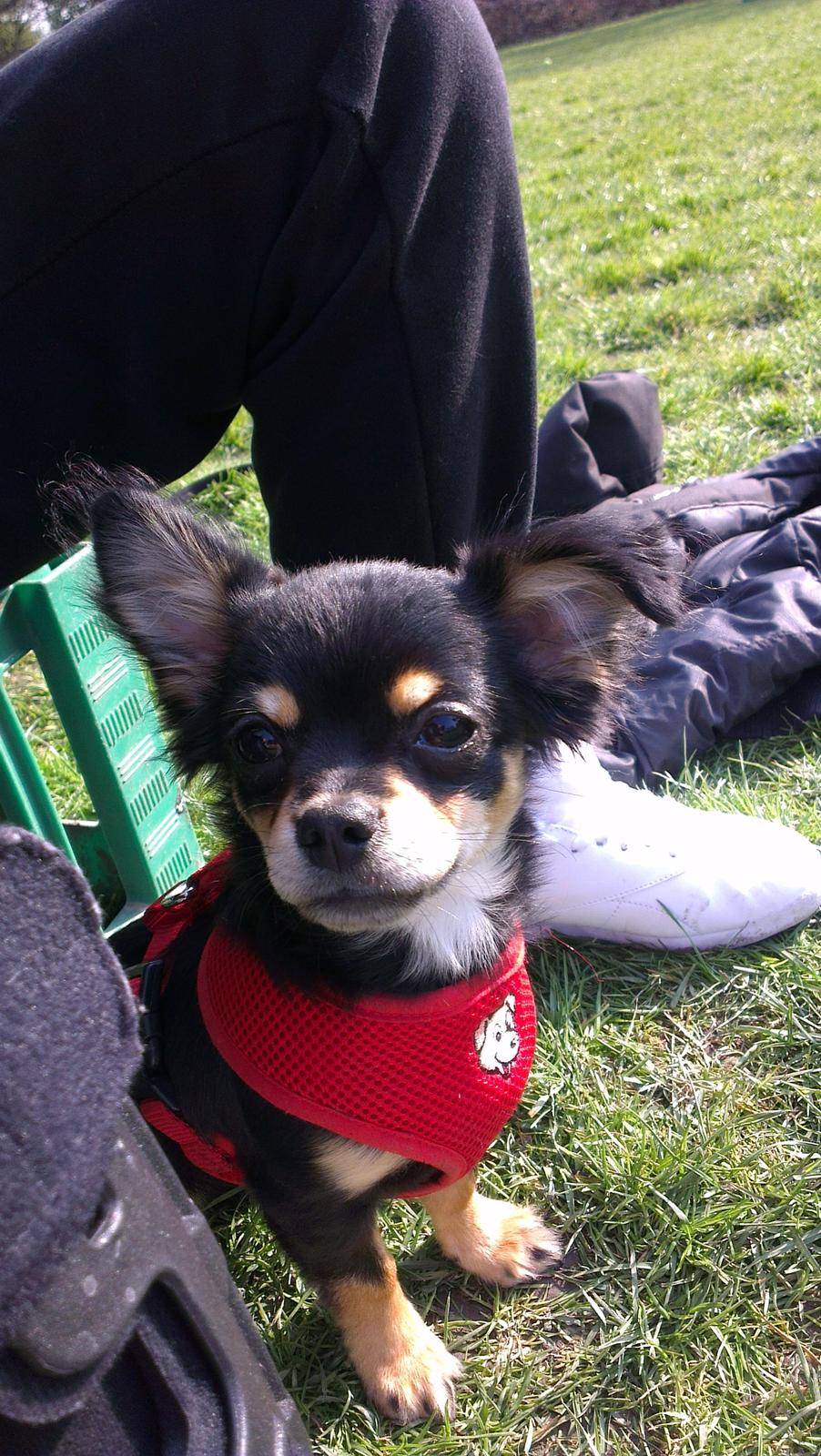 Blanding af racer Louie billede 10