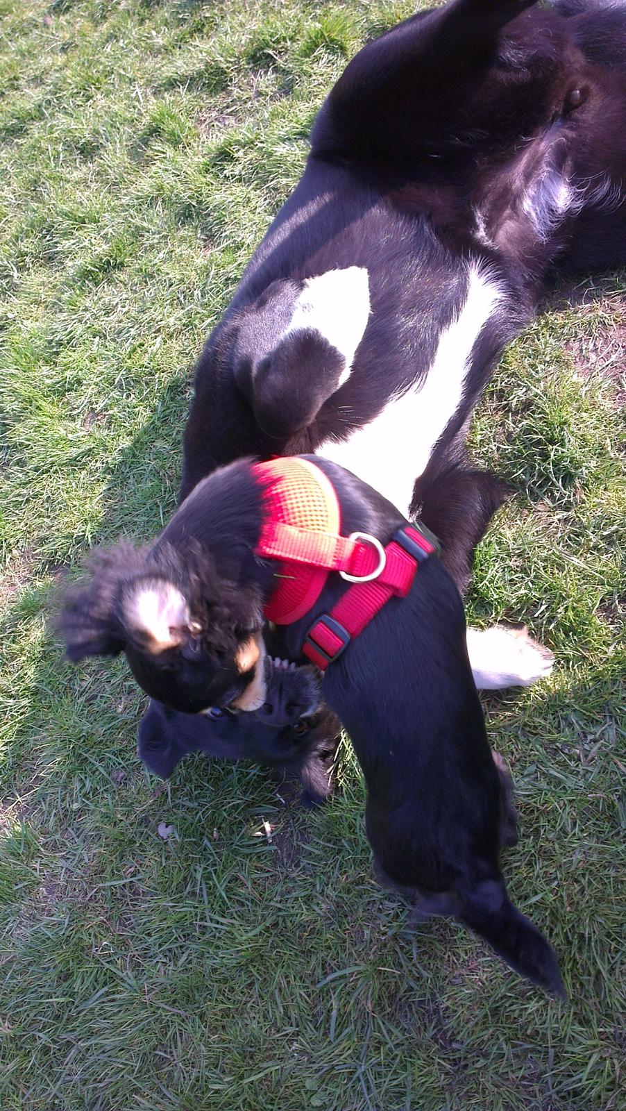 Blanding af racer Louie billede 11