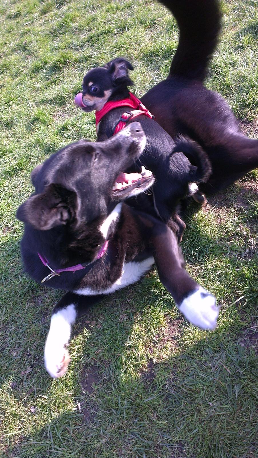 Blanding af racer Louie billede 12