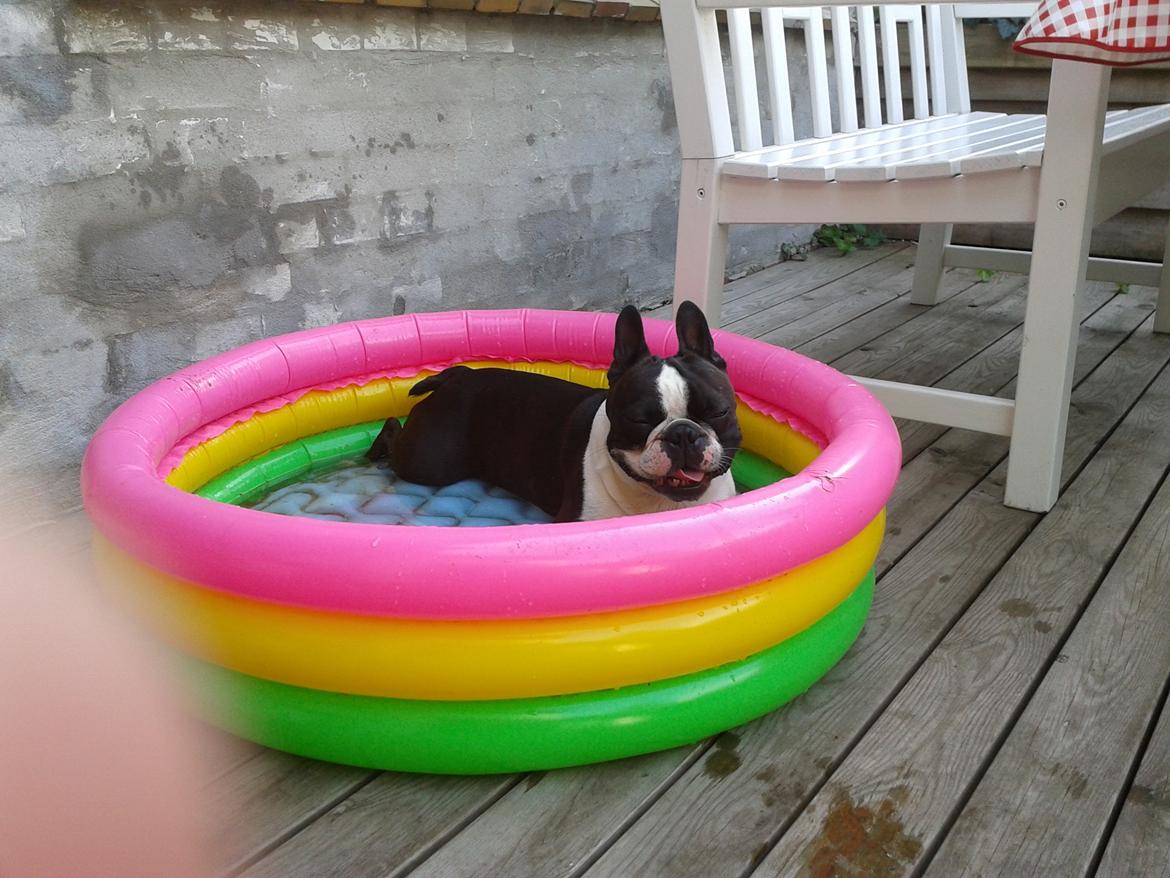 Boston terrier Bertram billede 10