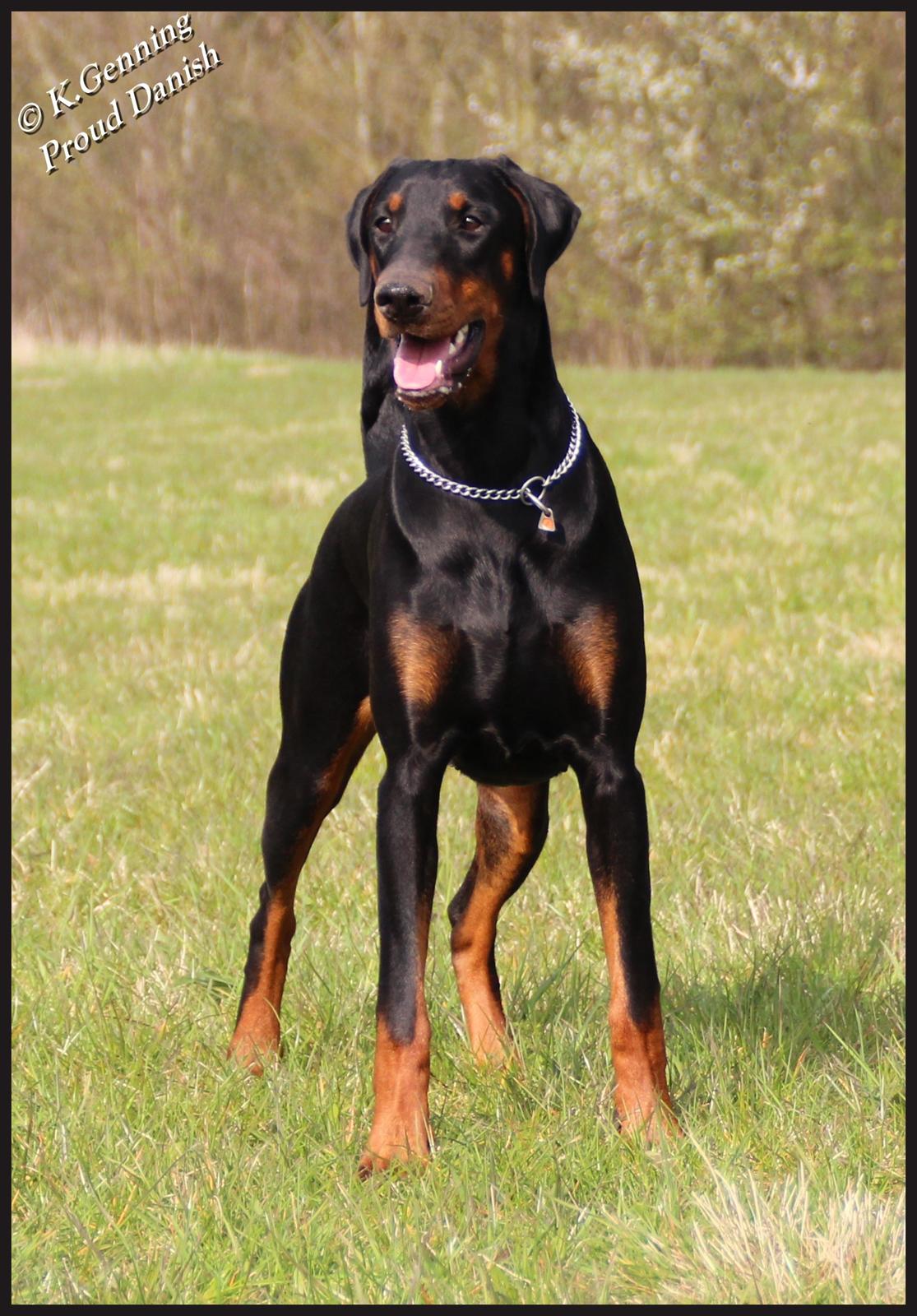 Dobermann Proud Danish Destany - 9 mdr billede 16