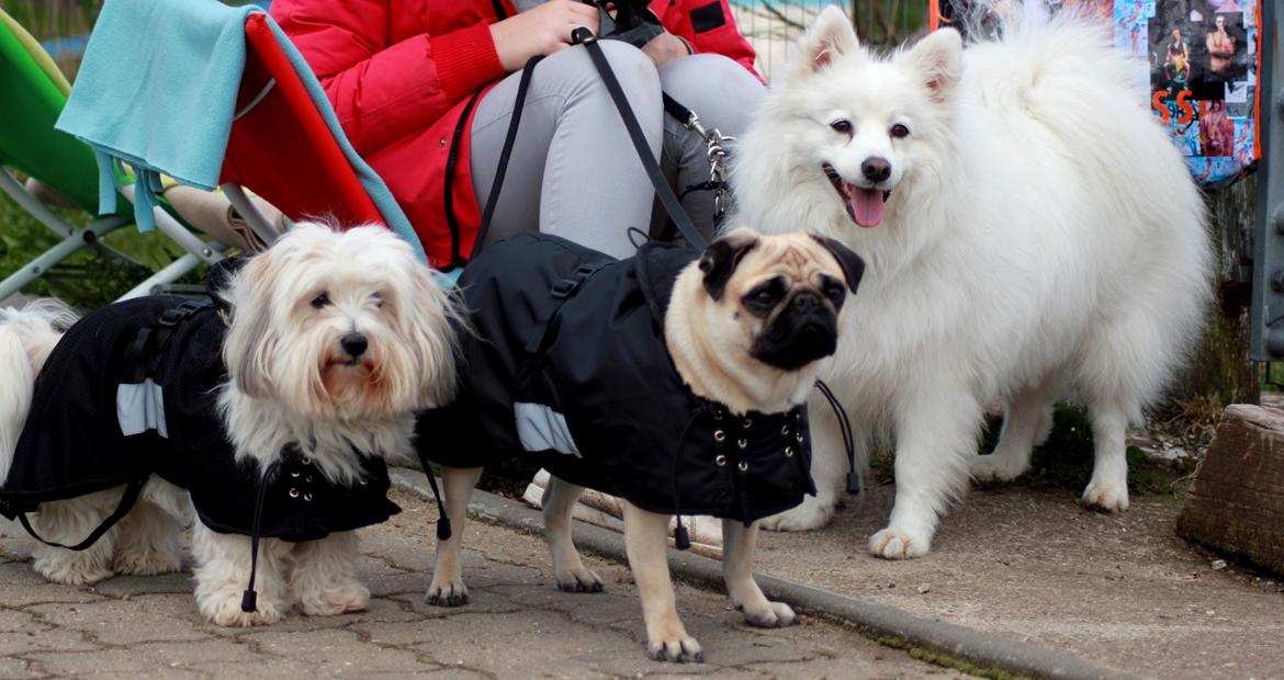 Japansk spids - Chiki - Sara, Lulu & Chiki hygger til agilitystævne :-) billede 8