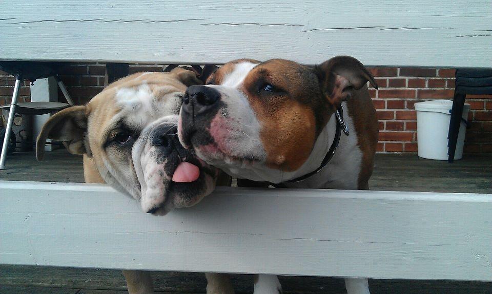 Blanding af racer Money (Amstaff/Ambull) billede 20