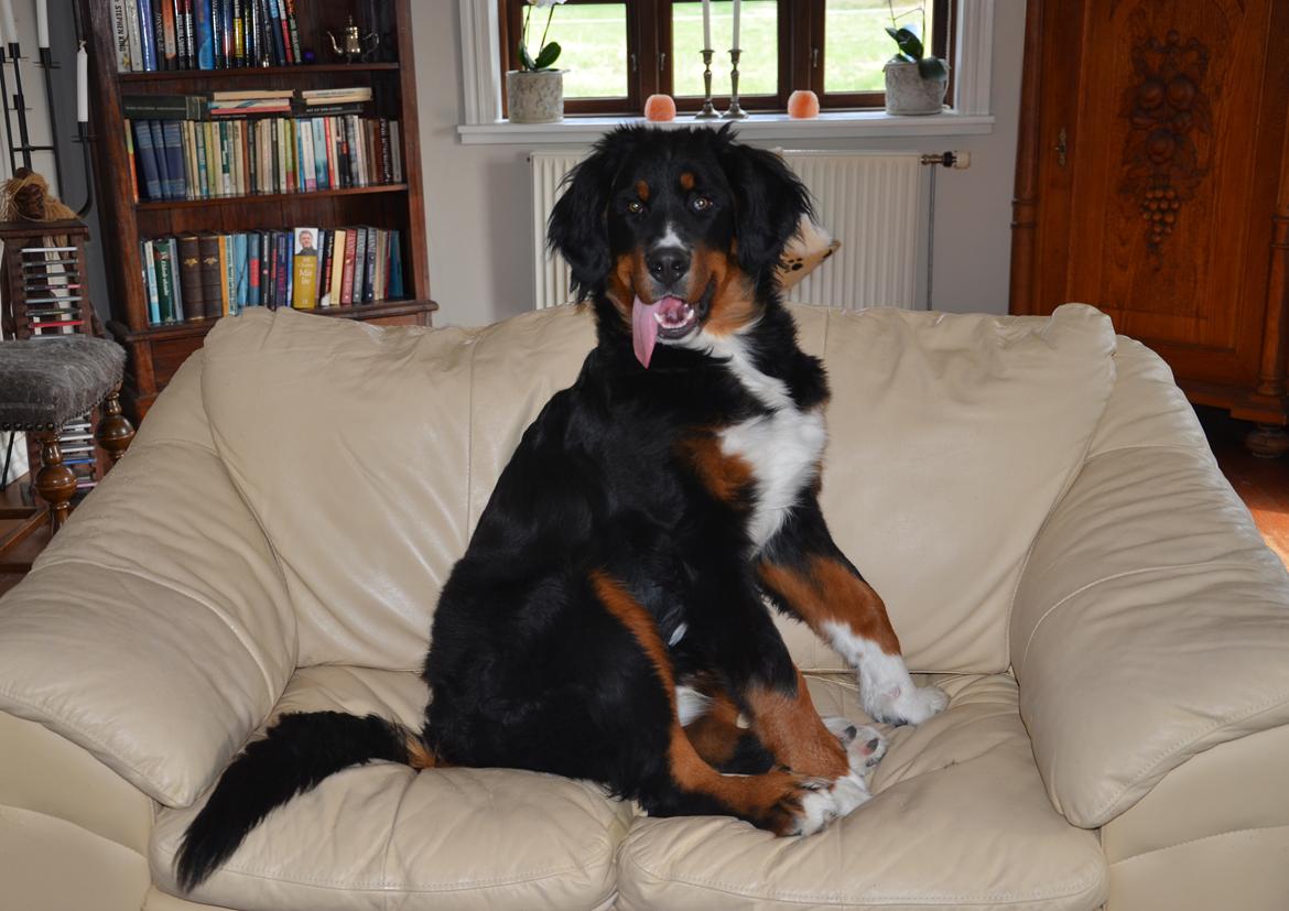 Berner sennenhund Bernerflokken Basil - 6 måneder gamle Basil er en lækkermås... og han ved det! :-) billede 14