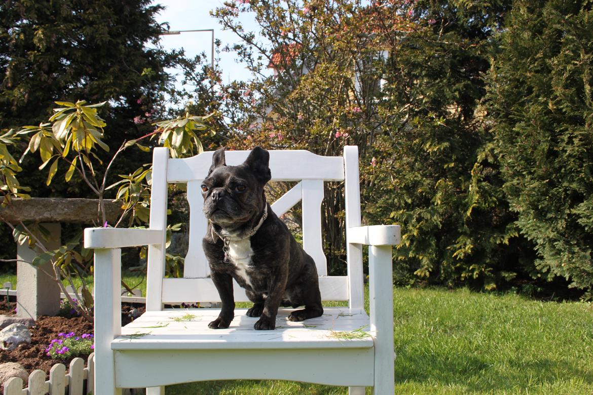 Fransk bulldog Hera billede 11