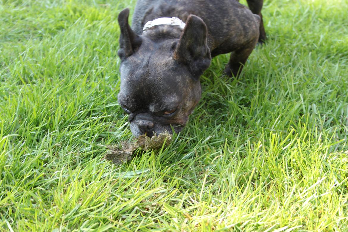 Fransk bulldog Hera billede 12