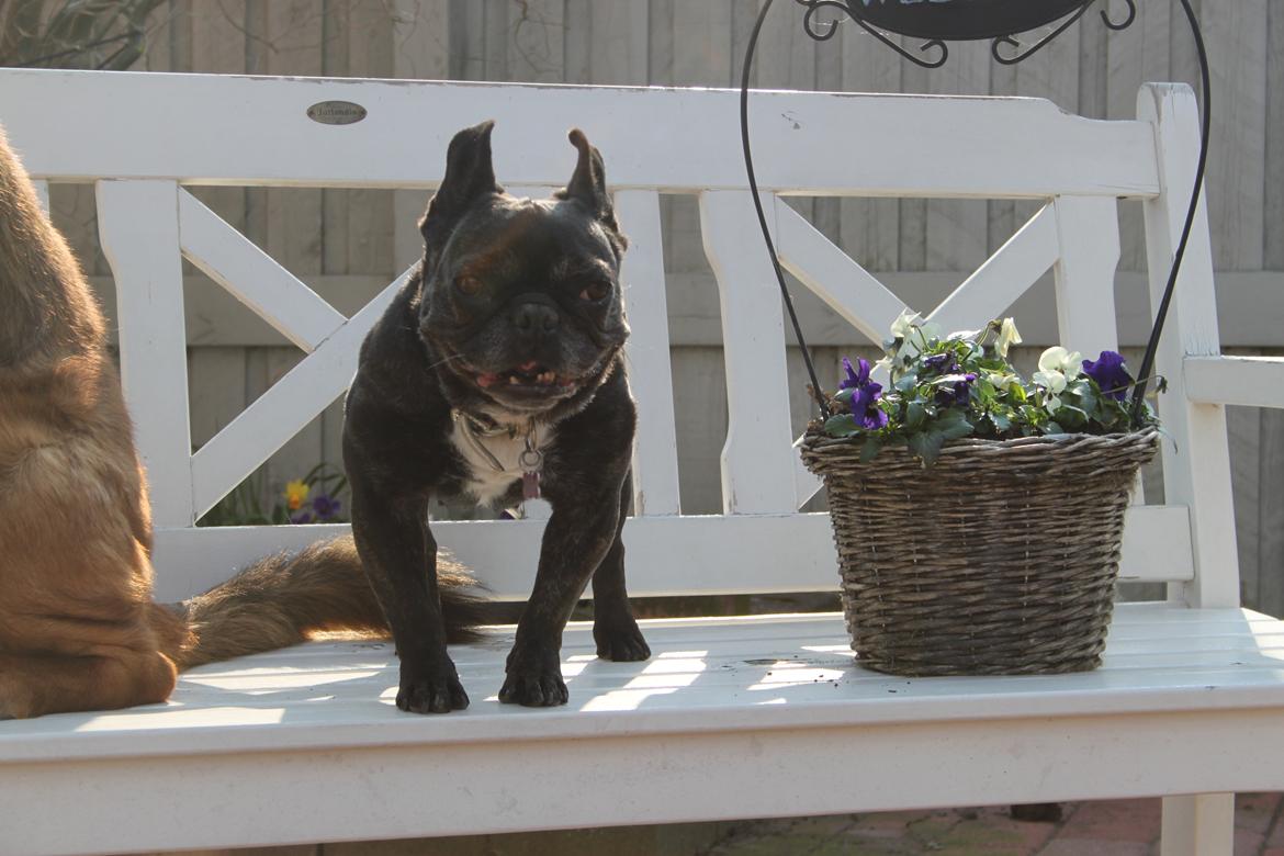 Fransk bulldog Hera billede 13