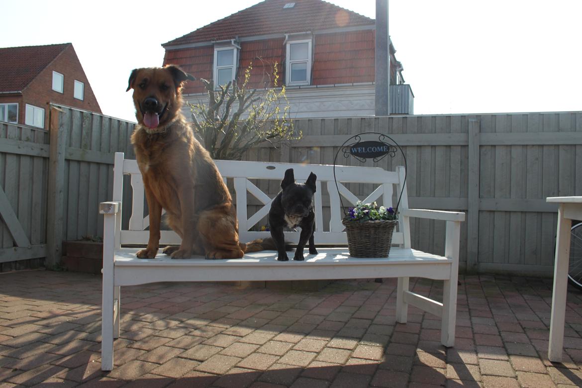 Fransk bulldog Hera billede 14