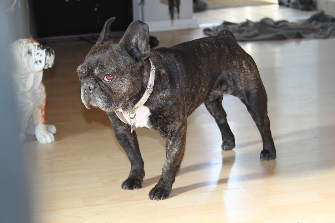 Fransk bulldog Hera billede 15