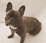 Fransk bulldog Oscar billede 10