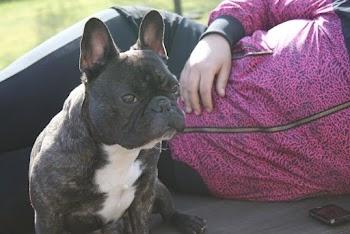 Fransk bulldog Oscar billede 11