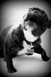 Fransk bulldog Oscar billede 12