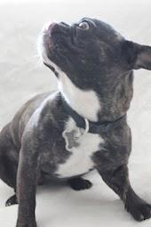 Fransk bulldog Oscar billede 13