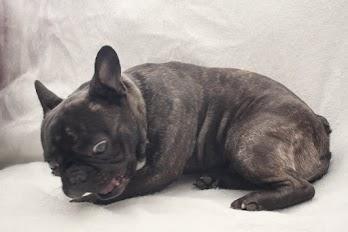 Fransk bulldog Oscar billede 14