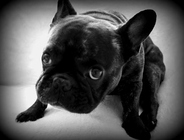 Fransk bulldog Oscar billede 15