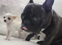 Fransk bulldog Oscar billede 16