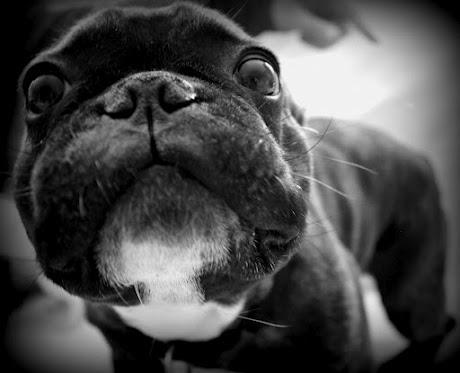 Fransk bulldog Oscar billede 1