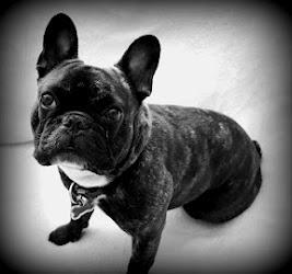 Fransk bulldog Oscar billede 17