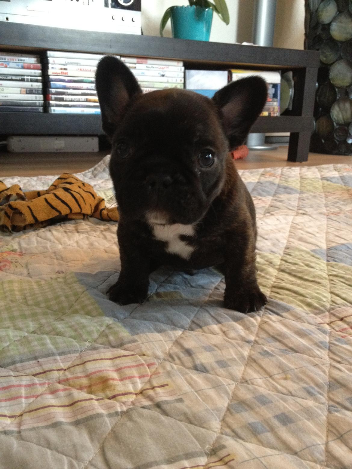 Fransk bulldog Balder - Balder 5uger og 3dage gammel.  billede 17